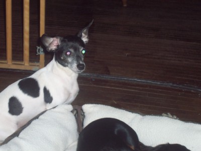 TINK(toy fox terrier)